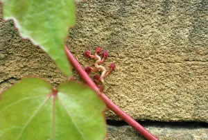 Parthenocissus: Virginia Creeper - suckers on sandstone wall