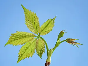 Quinquefolia: Virginia Creeper - young leaves in spring