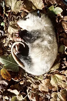 Death: Virginia OPOSSUM - Feigning death