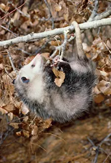Opossum: Virginia OPOSSUM - hangs by feet and tail