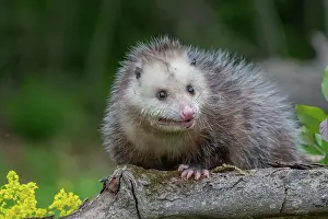 Uniteed: VIRGINIA OPOSSUM OR NORTH AMERICAN OPOSSUM
