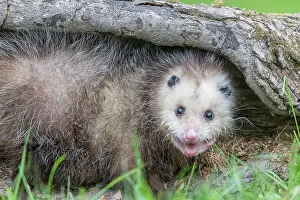 Uniteed: VIRGINIA OPOSSUM OR NORTH AMERICAN OPOSSUM