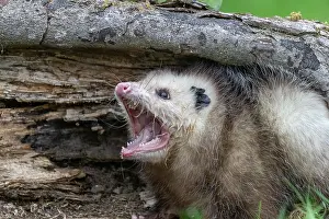 Uniteed: VIRGINIA OPOSSUM OR NORTH AMERICAN OPOSSUM
