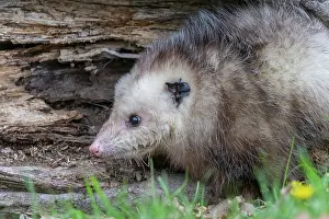Uniteed: VIRGINIA OPOSSUM OR NORTH AMERICAN OPOSSUM