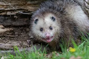 Uniteed: VIRGINIA OPOSSUM OR NORTH AMERICAN OPOSSUM