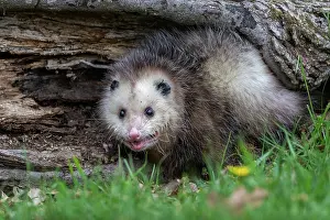 Uniteed: VIRGINIA OPOSSUM OR NORTH AMERICAN OPOSSUM