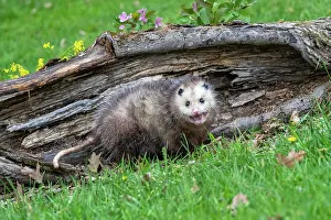 Uniteed: VIRGINIA OPOSSUM OR NORTH AMERICAN OPOSSUM