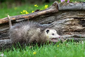 Coarse: Virginia opossum or North American opossum (Didelphis