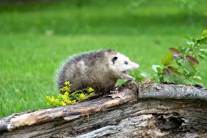 Coarse: Virginia opossum or North American opossum (Didelphis