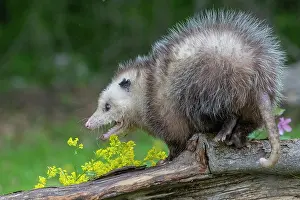 Coarse: Virginia opossum or North American opossum (Didelphis