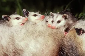 Opossum: Virginia OPOSSUM - young on mother's back