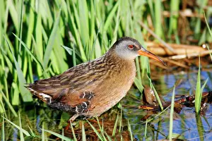Limicola: Virginia Rail