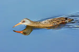 Limicola: Virginia Rail