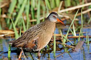 Limicola: Virginia Rail