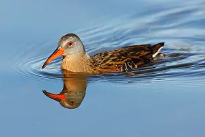 Limicola: Virginia Rail