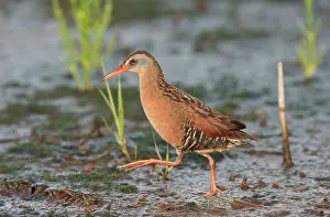 Limicola: Virginia Rail