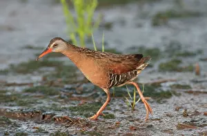 Limicola: Virginia Rail