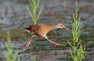 Limicola: Virginia Rail