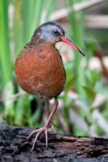 Limicola: Virginia Rail