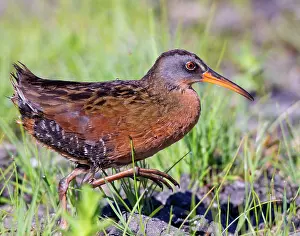 Limicola: Virginia Rail - adult walking on the ground in an inland fre