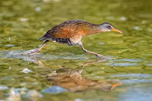 150617: Virginia Rail by beaver pond