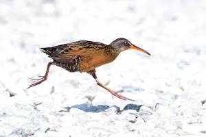 150617: Virginia Rail by beaver pond