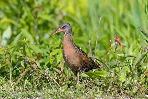 150617: Virginia Rail by beaver pond