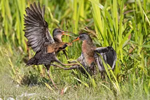 150617: Virginia Rail in beaver pond
