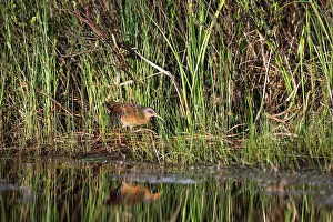 Cheeks: Virginia Rail (Rallus limicola)