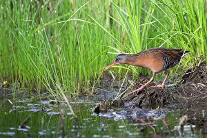 Cheeks: Virginia Rail (Rallus limicola)