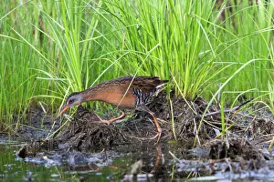 Cheeks: Virginia Rail (Rallus limicola)