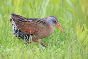 Virginia: Virginia Rail, Rallus limicola. a small waterbird, of the fa