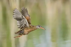 Rail: Virginia Rail (Rallus limicola) flying