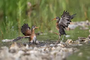 150617: Virginia Rails fighting in beaver pond