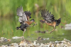 150617: Virginia Rails fighting in beaver pond
