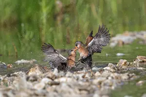 Defensive: Virginia Rails fighting in beaver pond