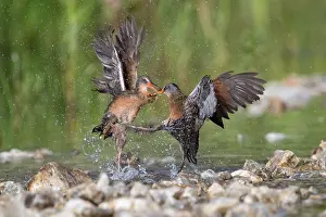 Defensive: Virginia Rails fighting in beaver pond