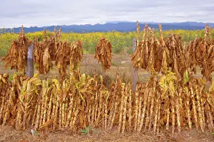 Tabacum: Virginia Tobacco harvest - harvested tobacco plants