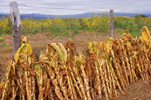 Tabacum: Virginia Tobacco harvest - harvested tobacco plants
