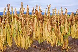 Tabacum: Virginia Tobacco harvest - harvested tobacco plants