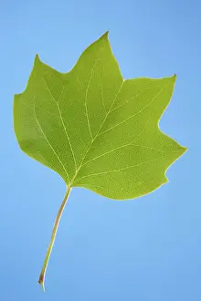 Liriodendron: Virginia, Tulip Tree - leaf