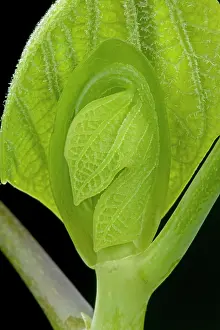 Liriodendron: Virginian Tulip Tree - leaf bud opening in spring