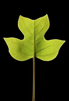 Liriodendron: Virginian Tulip Tree - young leaf just opening
