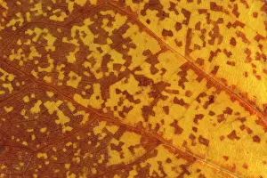 Liriodendron: Virginia's Tulip Tree - Detail of a autumn leaf