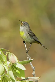 Vermivora: Virginia's Warbler