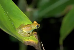 Boophis: Viridian Tree Frog - endemic