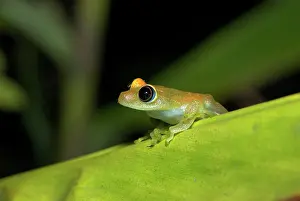 Boophis: Viridian Tree Frog - endemic