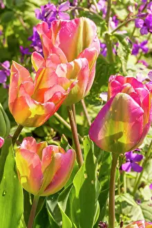 Monocotyledon: Viridiflora Tulip Groenland, flowers