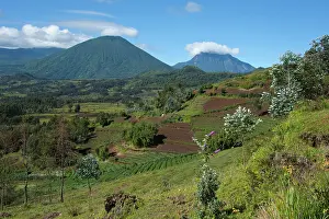Virunga: Virunga Mountains Volcanoes National Park - garden crops