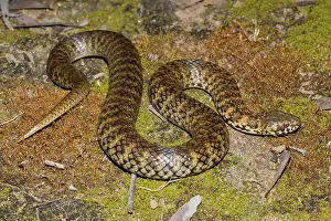 Thermoregulating: De Vis Banded Snake